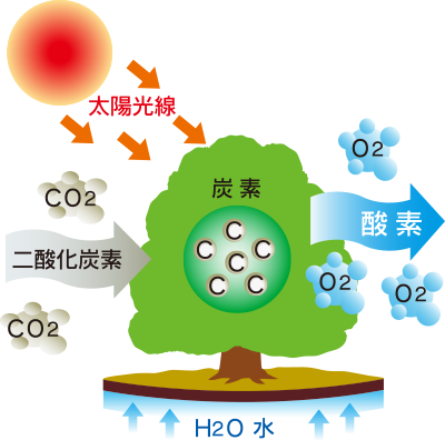 空気中のCO₂を吸って太陽光と水分により光合成をおこなって炭素を固定して成長